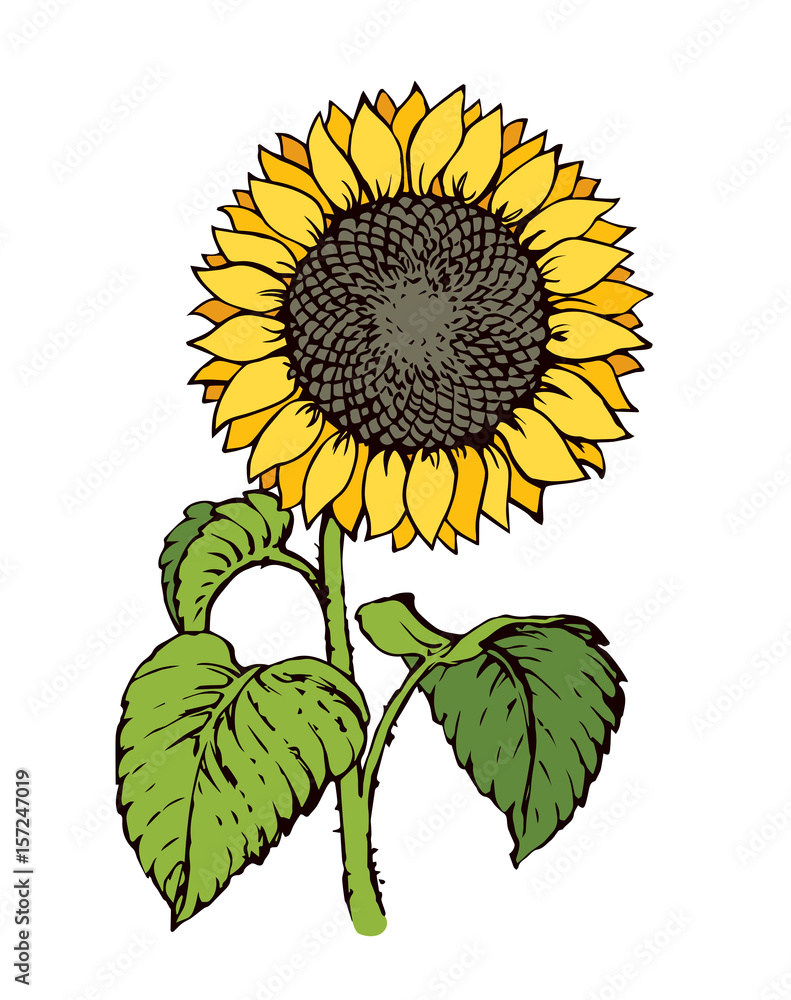 Fototapeta premium Vector illustration. Sunflower