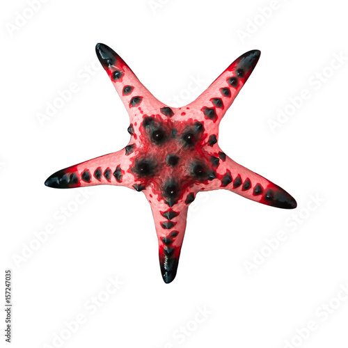 Colorful alive Chocolate Chip Starfish / Seastar isolated on white background.