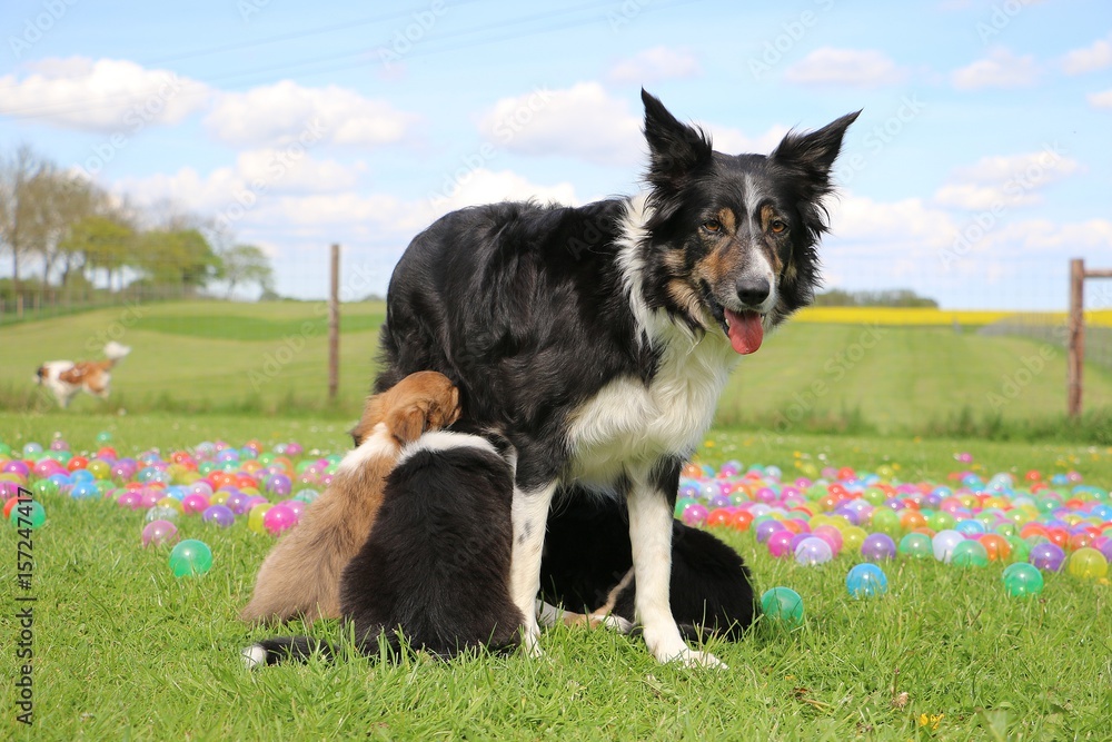 säugender border collie säugender border collie