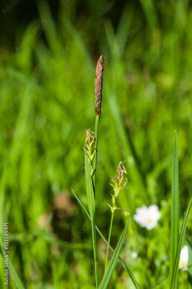 Blooming Black or common sedge, Carex nigra, close-up with bokeh background, selective focus, shallow DOF Blooming Black or common sedge, Carex nigra, close-up with bokeh background, selective focus, shallow DOF