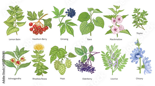 Medical plants and herbs colorful set.