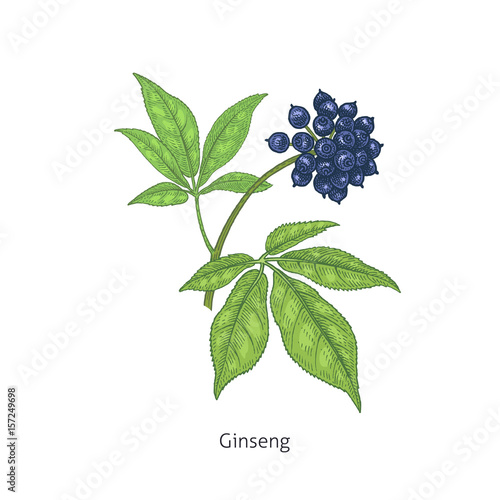 Medical plant Siberian ginseng.