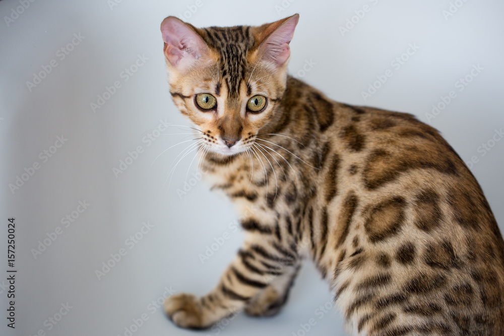Bengali domestic cat