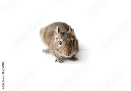 Little Degu squirrel, isolated, closeup
