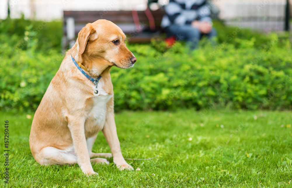 Labrador retriever dog sitting in the green park