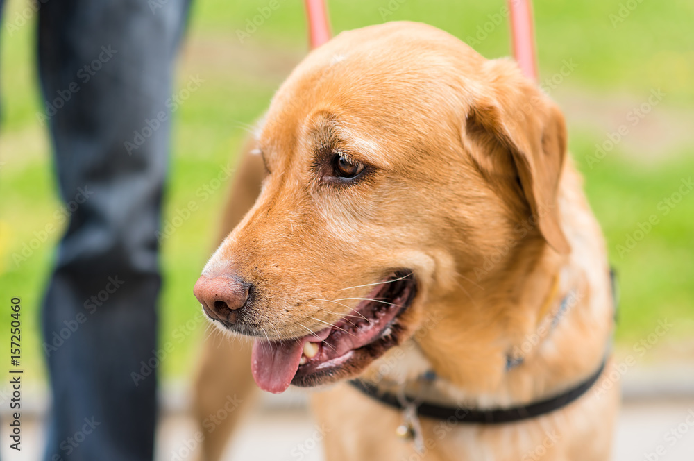 Closeup photo of a Labrador dog face in park