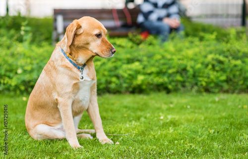Fototapeta Naklejka Na Ścianę i Meble -  Labrador retriever dog sitting in the green park