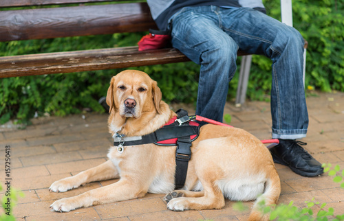 Fototapeta Naklejka Na Ścianę i Meble -  Guide Labrador dog is relaxing with owner