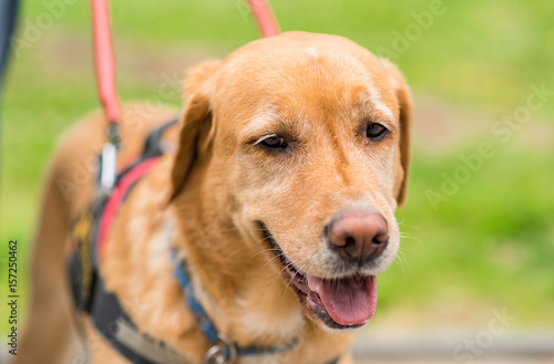 Closeup photo of a Labrador dog face in park