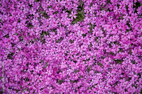  Purple flowers background