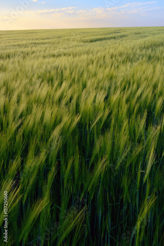 Obraz na płótnie Sunset over green rye field w salonie