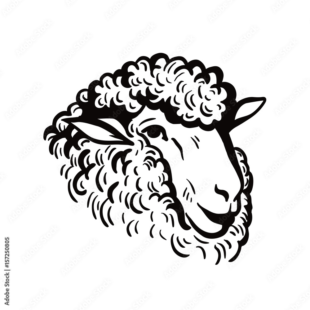 Naklejka premium zwierzęta hodowlane. szkic głowy owiec