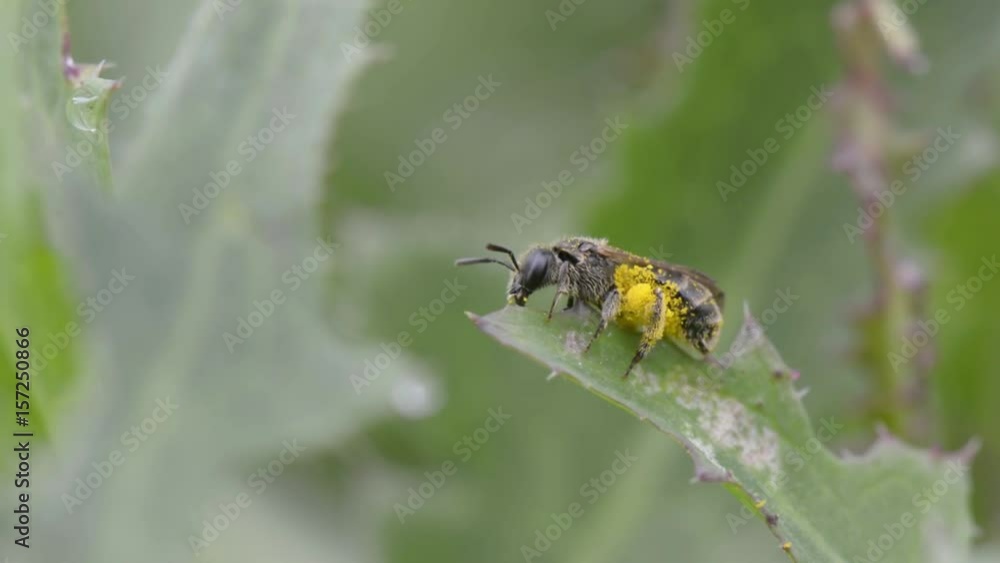 Springtime. Macro shot of bee full of flower dust sitting on a blade of grass. Springtime. Macro shot of bee full of flower dust sitting on a blade of grass.