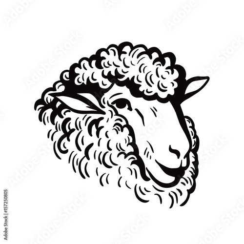 farm animals. sheep head sketch