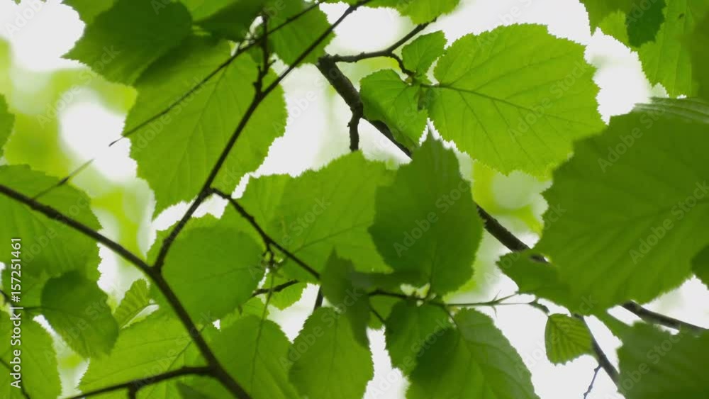 Green Leaves On A Hazelnut Tree And Sun Green Leaves On A Hazelnut Tree And Sun