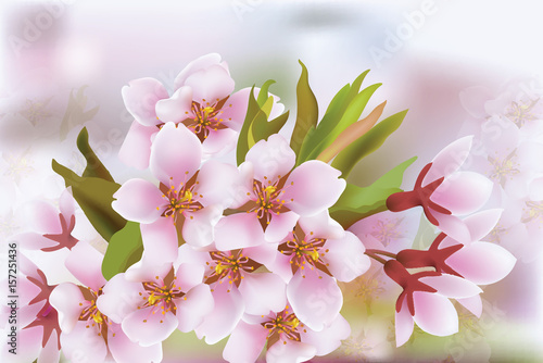 Cherry blossom branch. Spring delicate flowers background. Place for text. Ve...