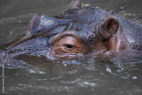 Close-up photo of hippo head