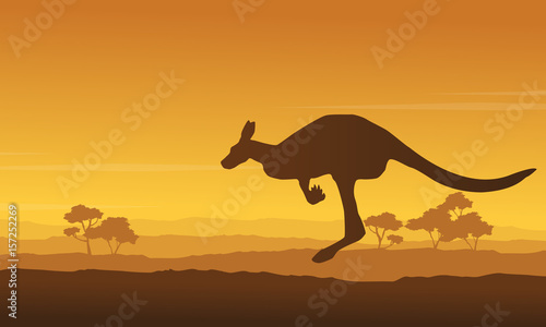 Kangaroo beauty scenery in the hill