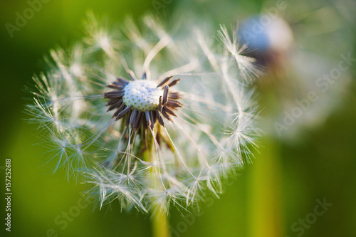 Dandelion flower blowball closeup