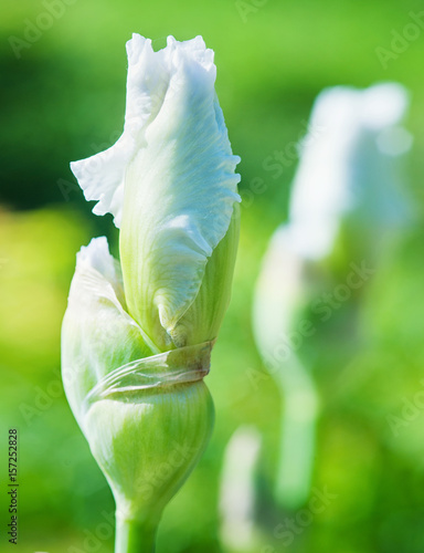 Fototapeta Naklejka Na Ścianę i Meble -  Beautiful australian bearded irises buds closeup