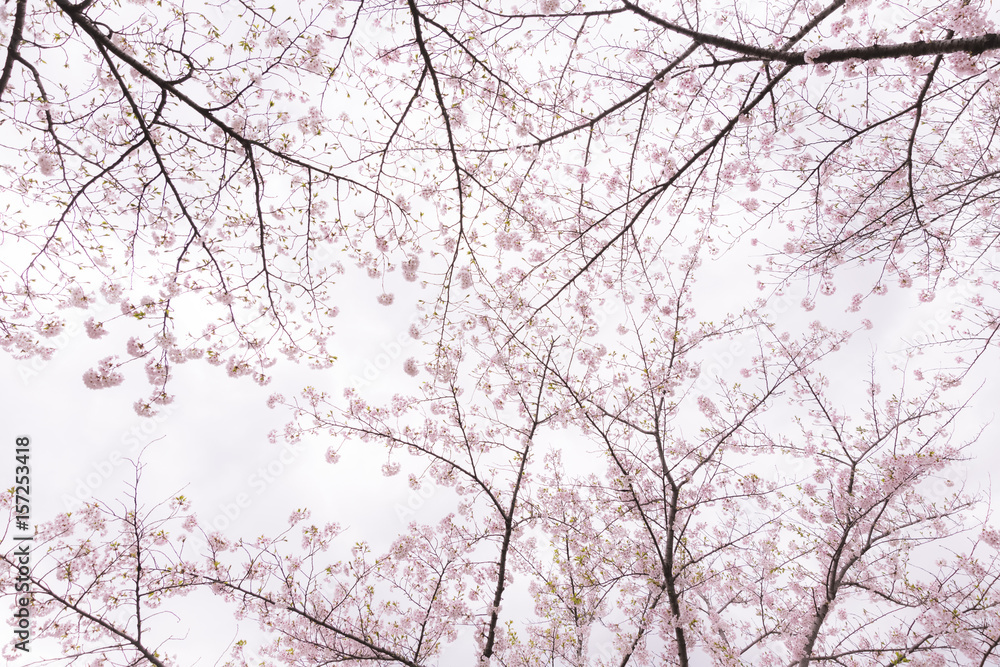 soft focus cherry blossom flower soft focus cherry blossom flower