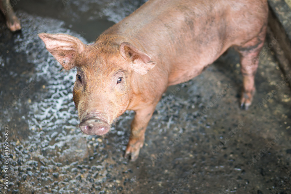 Little pig in the stall feeding for feed prepare for food Little pig in the stall feeding for feed prepare for food
