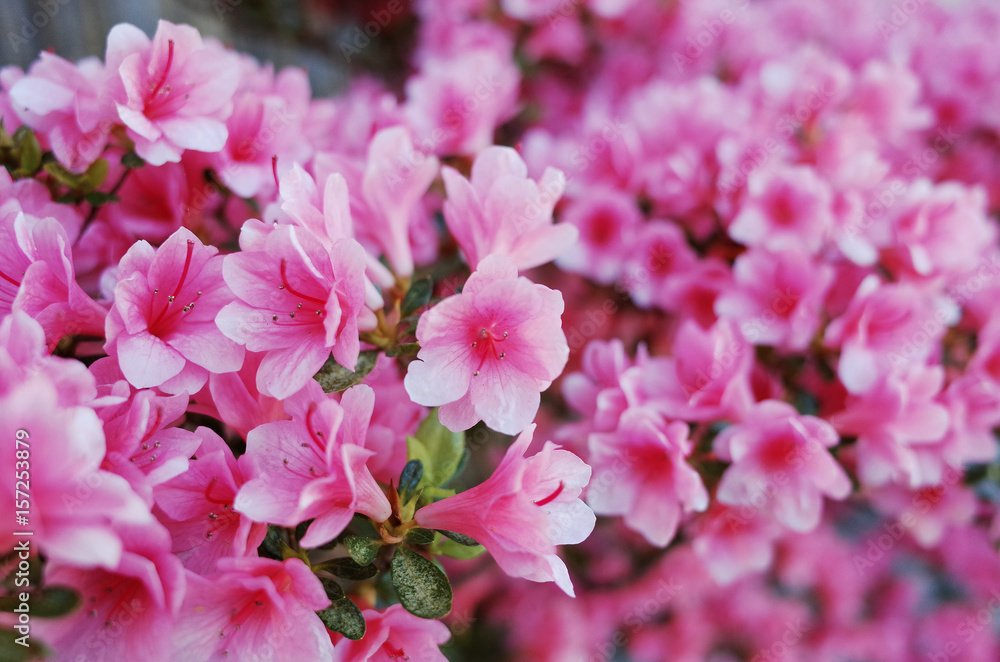 Close Up Azalea Flower in Garden Close Up Azalea Flower in Garden