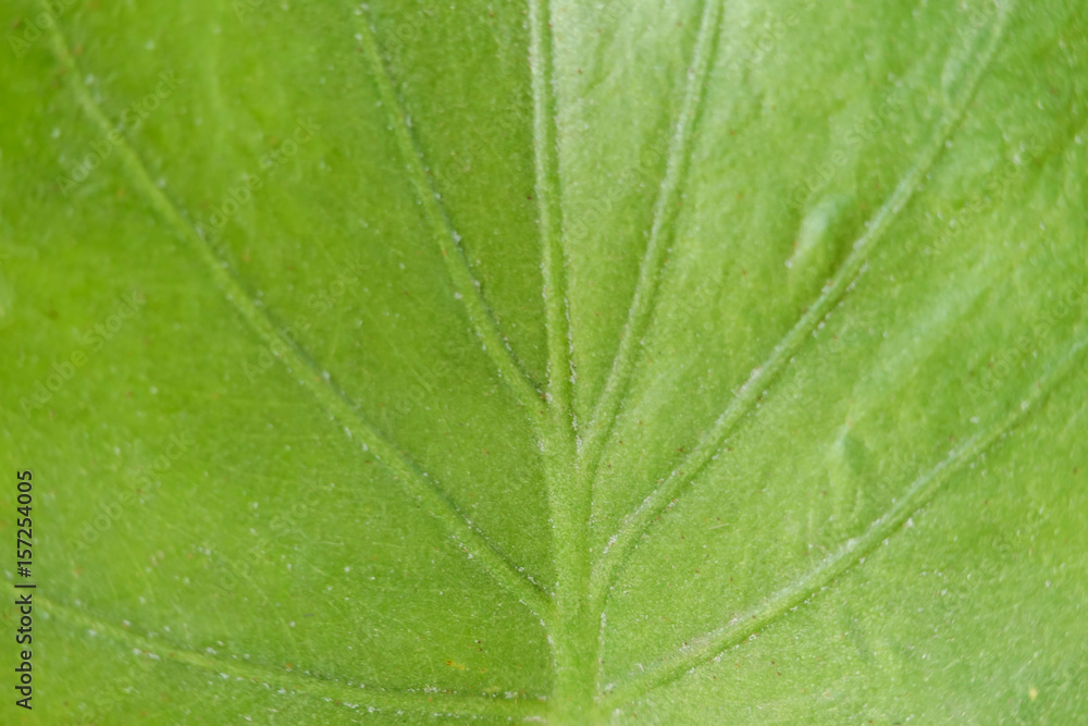 Syngonium podophyllum,Nephthytis' beautiful leaves macro view Syngonium podophyllum,Nephthytis' beautiful leaves macro view