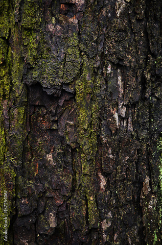Bark on tree trunk closeup
