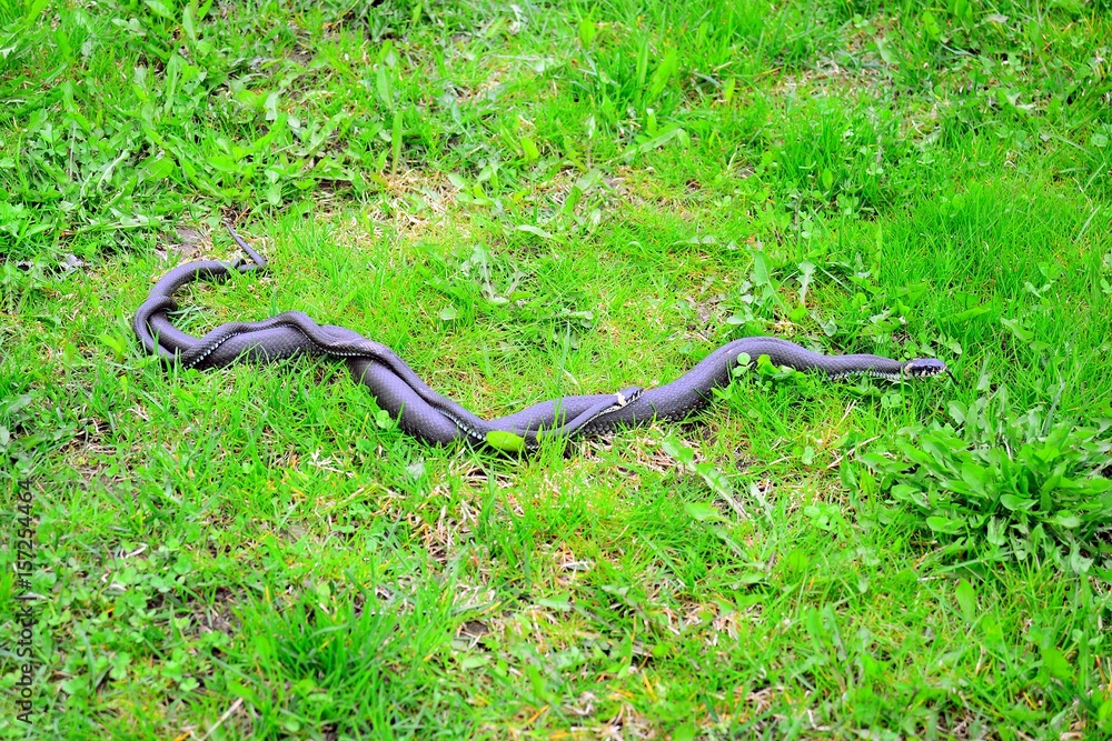 Love of two grass-snake in the grass