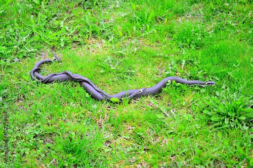 Obraz na płótnie Love of two grass-snake in the grass w salonie