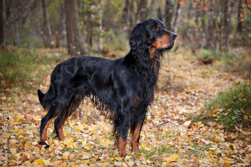 Tableau sur toile Gordon Setter hunting dog standing in the front in the autumn forest