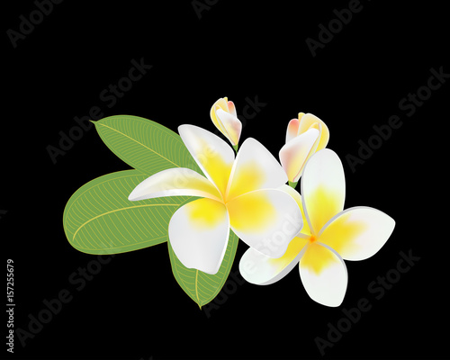 Bouquet of plumeria on a black background horizontal