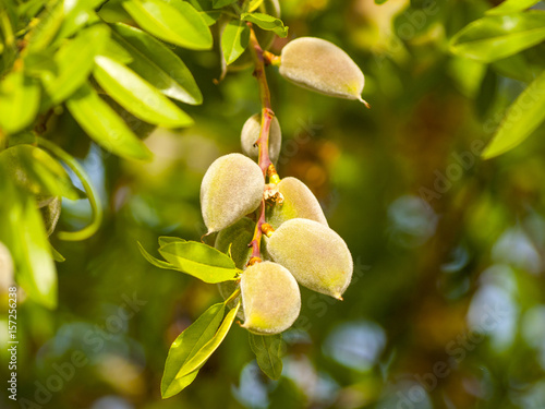 Green almonds on the almond tree on springtime