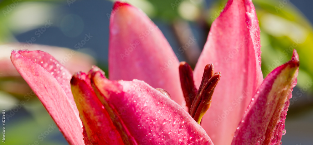Close up of pink lily and water drops. Close up of pink lily and water drops.