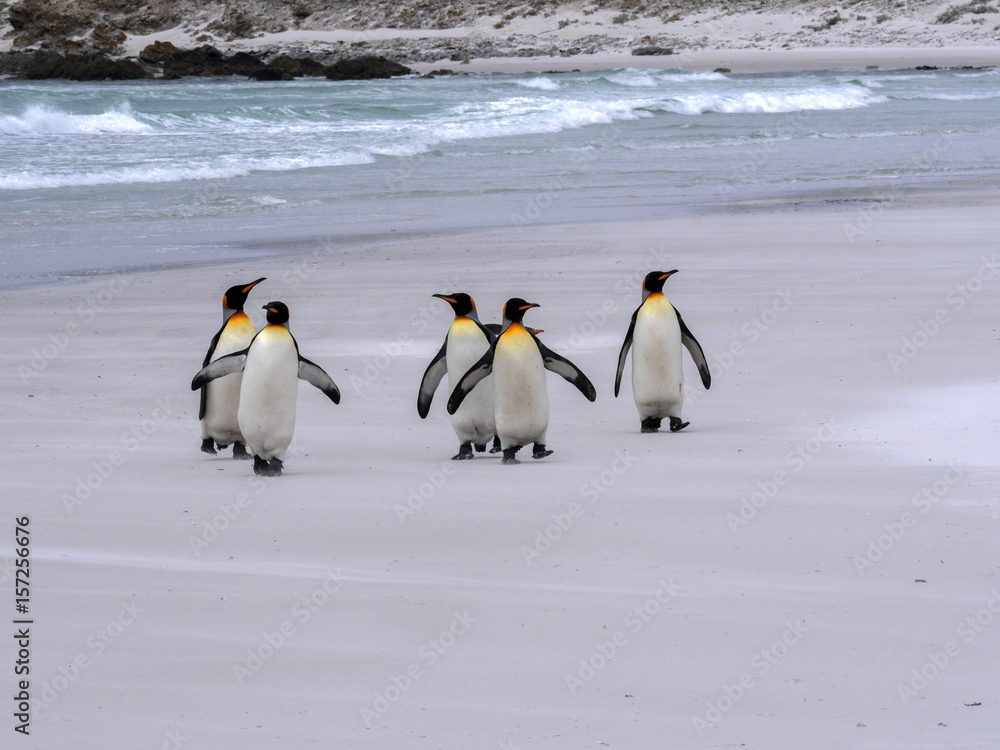 Obraz premium King Penguin Group, Aptenodytes patagonica, on the white sandy beach of Volunteer Point, Falklands / Malvinas