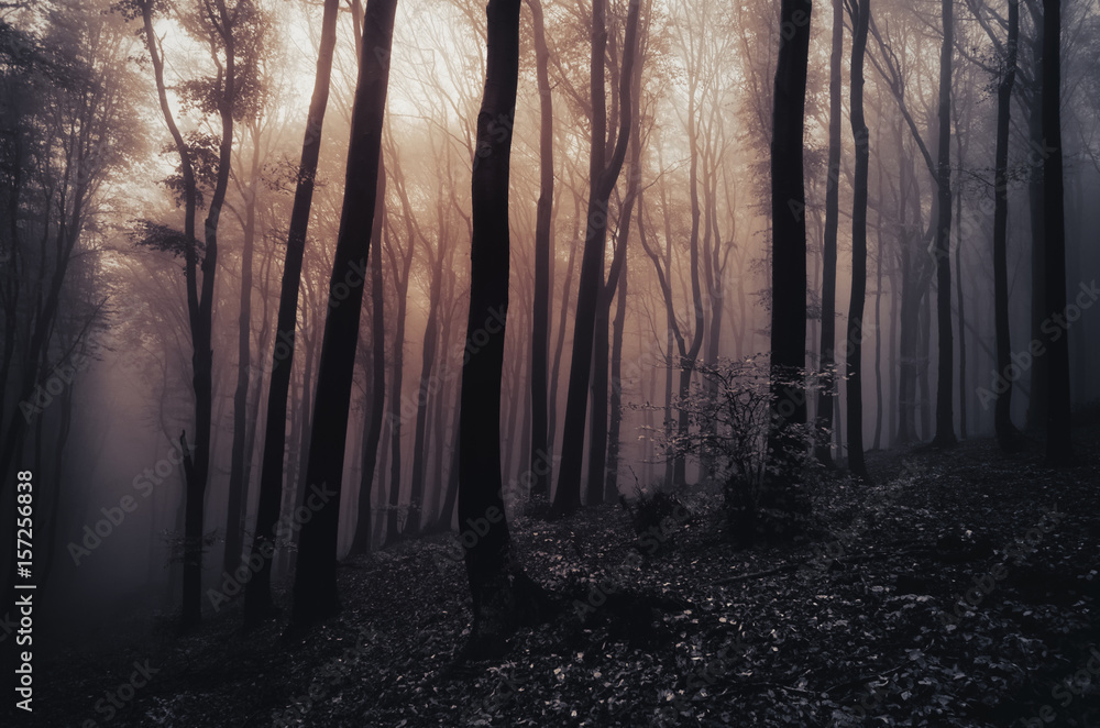 Fototapeta premium dark fantasy woods landscape background