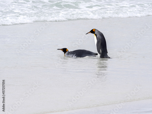 King Penguin Group  Aptenodytes patagonica  jumps into the sea Volunteer Point Volunteer Point  Falklands   Malvinas