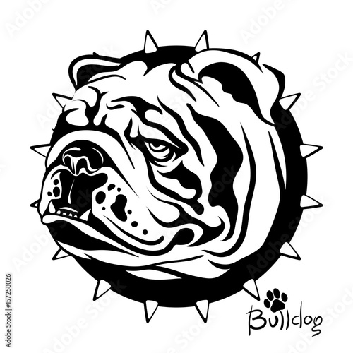 Vector illustration, drawing of a dog of breed English Bulldog