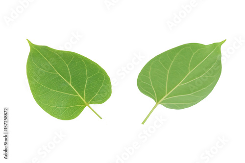 Organic green young sunflower sprouts,Selective focus