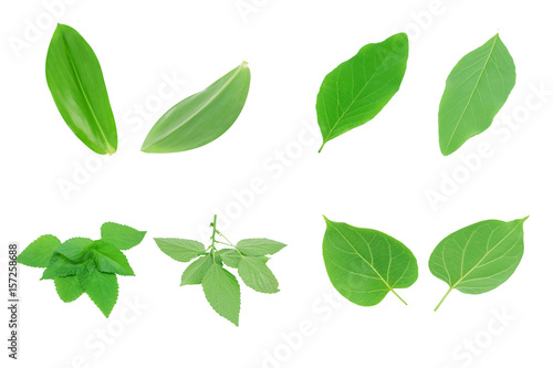 Organic green young sunflower sprouts,Selective focus