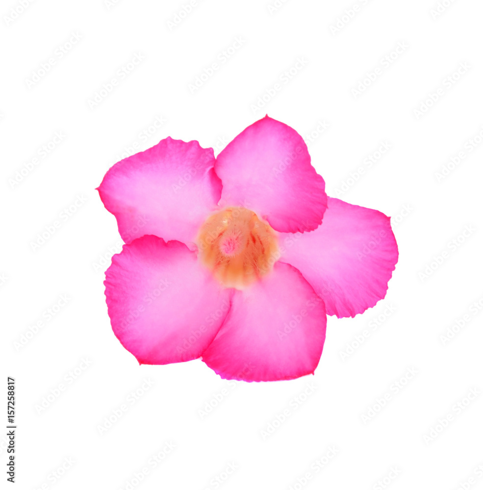 Pink flowers isolated on white background