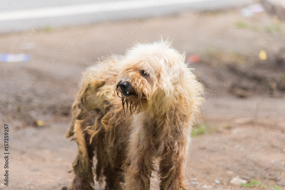 Small muddy wet dog running through need of a bath Small muddy wet dog running through need of a bath