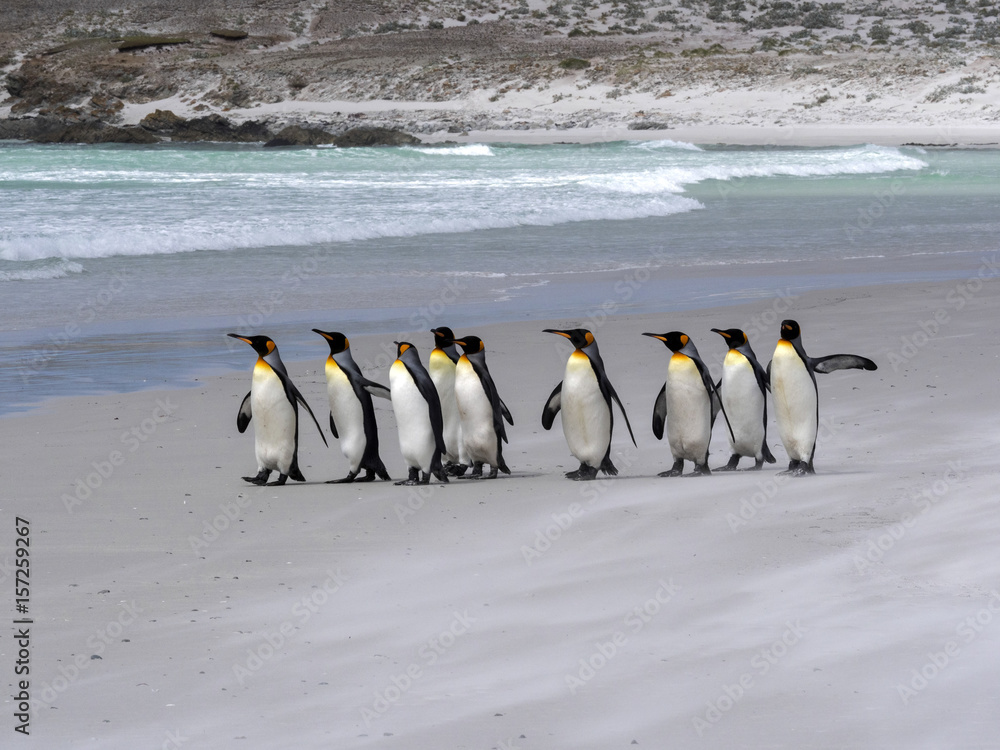 Obraz premium King Penguin Group, Aptenodytes patagonica, on the white sandy beach of Volunteer Point, Falklands / Malvinas