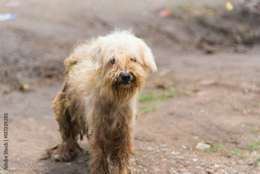 Small muddy wet dog running through need of a bath