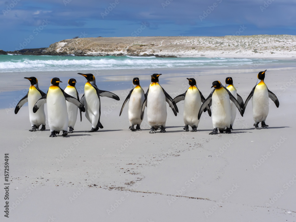 Obraz premium King Penguin Group, Aptenodytes patagonica, on the white sandy beach of Volunteer Point, Falklands / Malvinas
