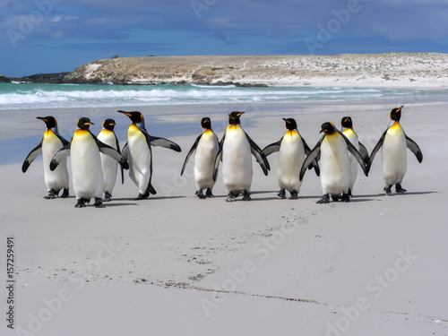 King Penguin Group  Aptenodytes patagonica  on the white sandy beach of Volunteer Point  Falklands   Malvinas