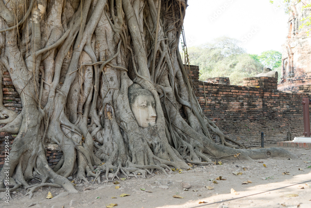 ワット・マハータートにある菩提樹の根で覆われた仏像の頭