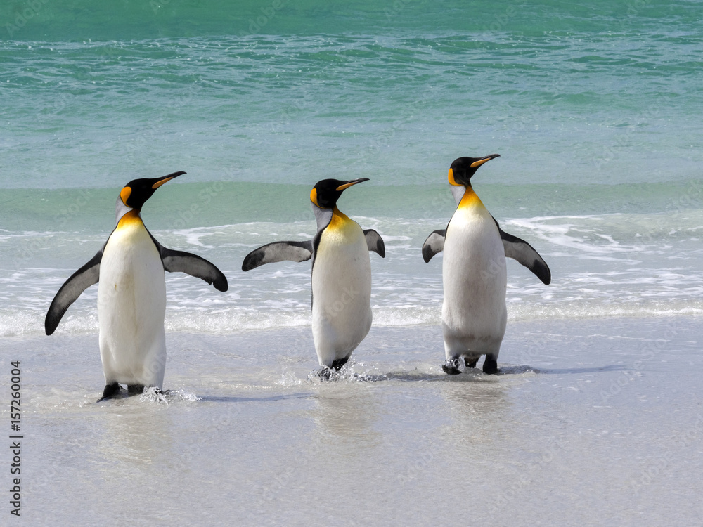 Fototapeta premium King Penguin Group, Aptenodytes patagonica, comes from the sea on the beach of Volunteer Point, Falklands / Malvinas