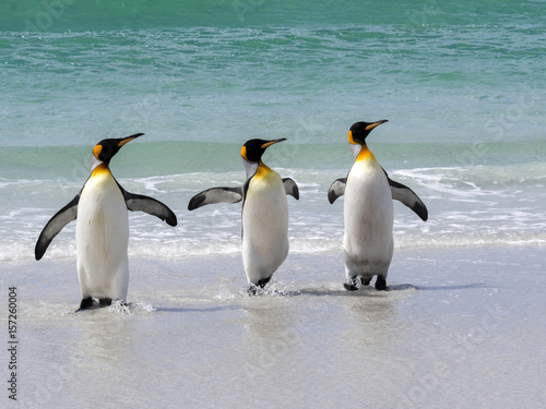 King Penguin Group  Aptenodytes patagonica  comes from the sea on the beach of Volunteer Point  Falklands   Malvinas